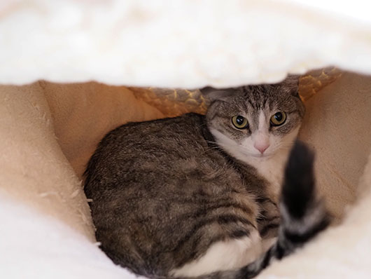 猫ベッドの猫