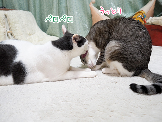 仲良しの猫
