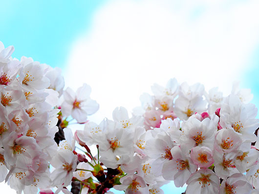 桜