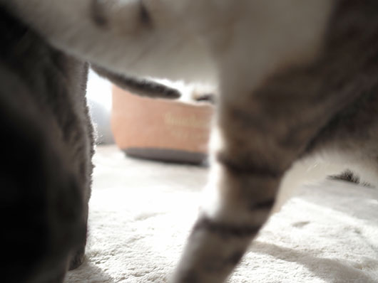 ケンカする猫