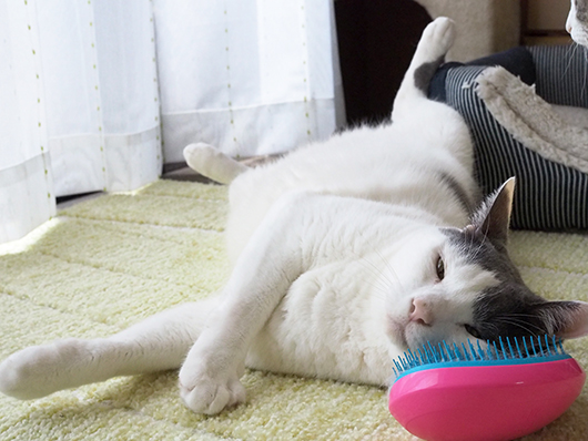 寝っ転がる猫