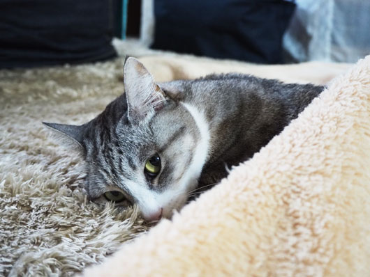 寒がりの猫