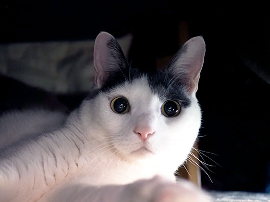 コタツの中の猫