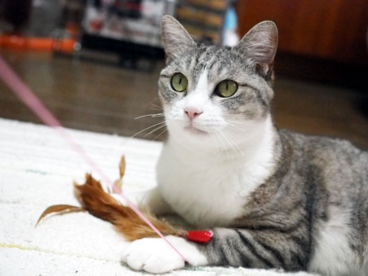 猫じゃらしと猫