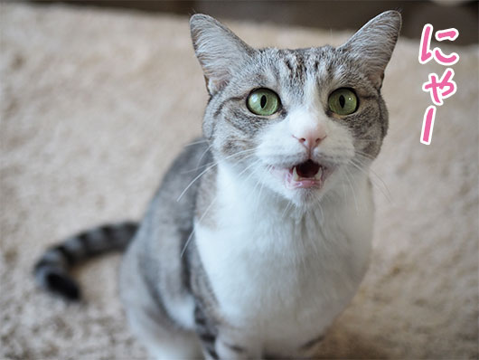 鳴く猫