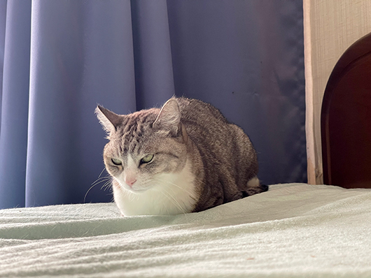 今日のゴルゴが戦う相手 ねこ3生活 今日のゴルゴが戦う相手 ねこ3生活