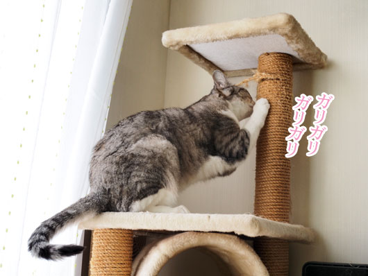 爪をとぐ猫