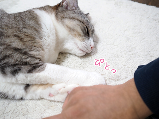 ねこ3