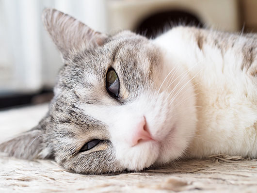 白目の猫