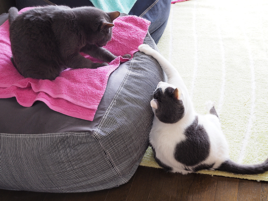 ケンカする猫