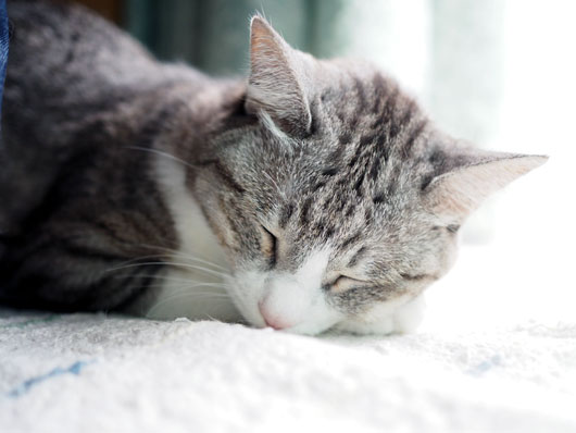 眠る猫