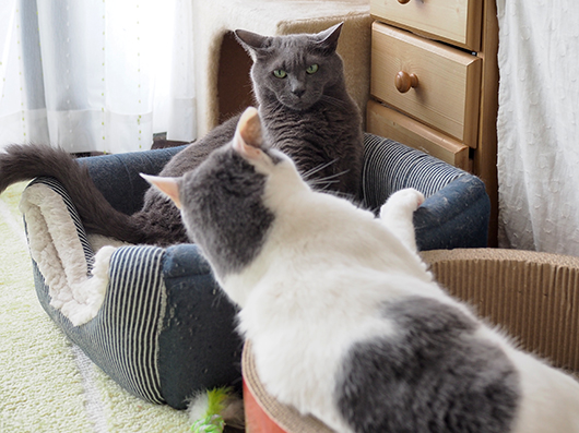 ケンカする猫