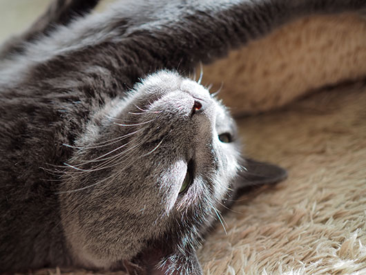 眠る猫