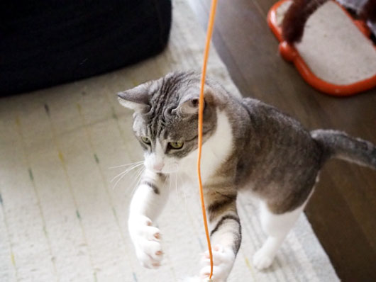 猫じゃらしを追いかける猫