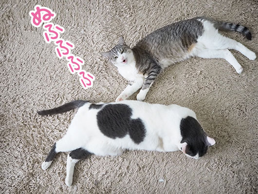 笑う猫