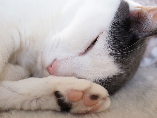 細目の猫