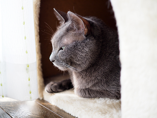 日向ぼっこする猫