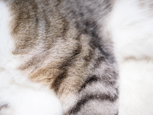 ねこ3