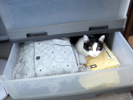 引き出しに入る猫