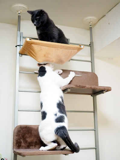 キャットウォークと猫