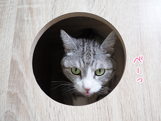 サバ白猫