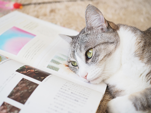 本を読む猫