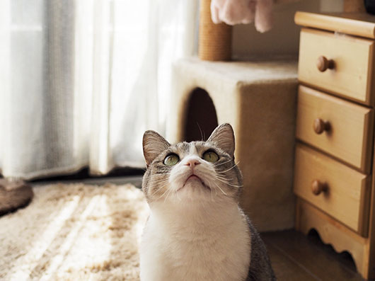 サバ白の猫