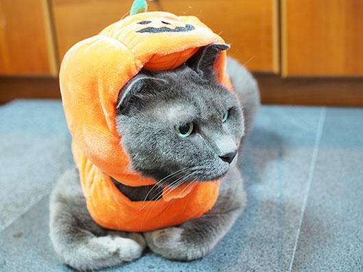 3COINSのハロウィン