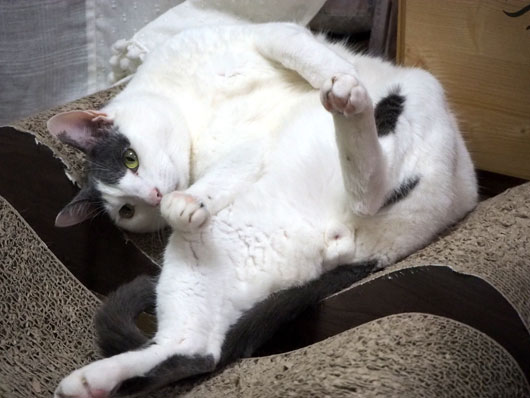 寝転がる猫