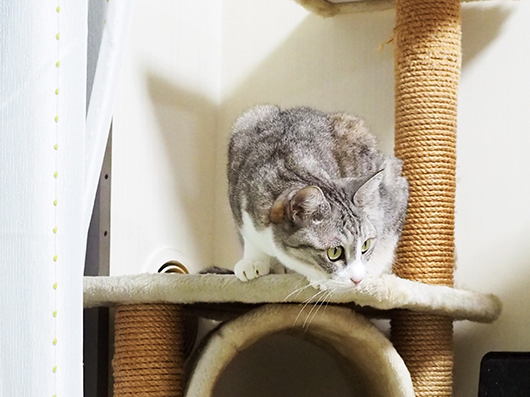 キャットタワーの猫