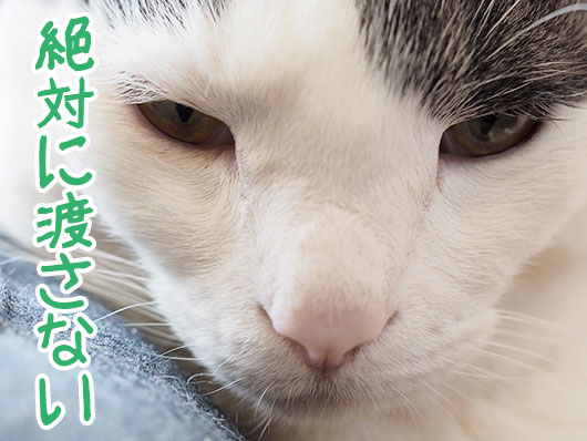 にらむ猫