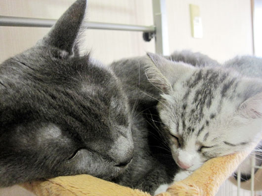 子猫と先住猫