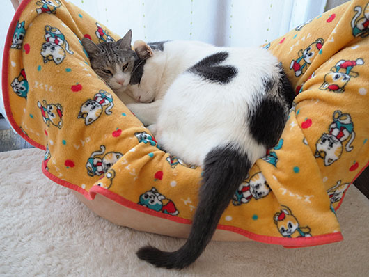 ハート猫