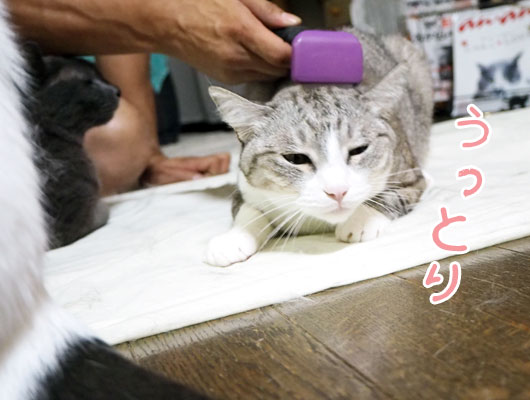 うっとりする猫