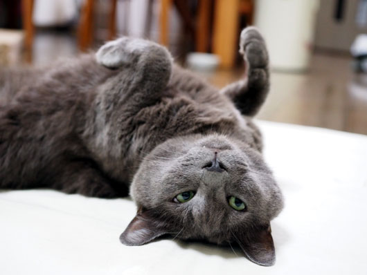 夏バテの猫