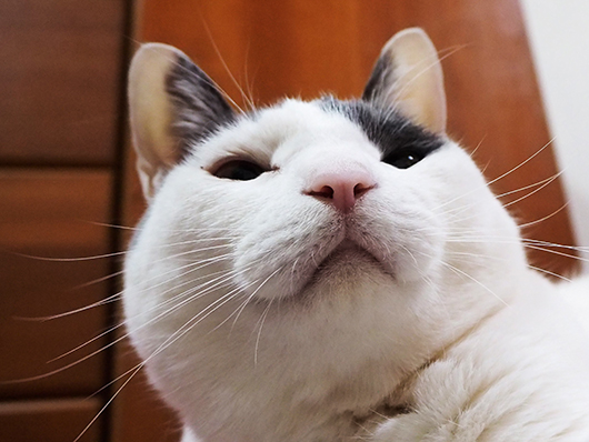 猫のマズル