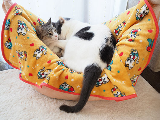 ハート猫