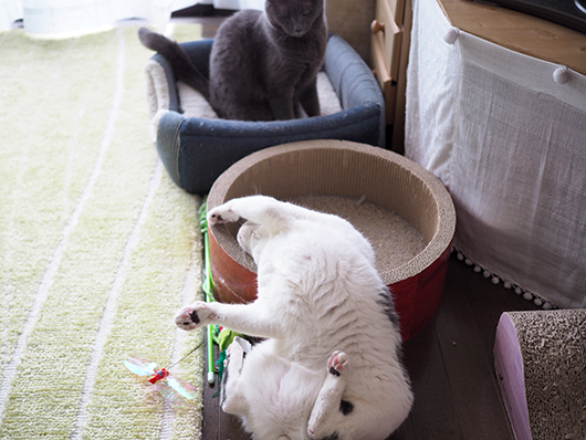 ケンカする猫