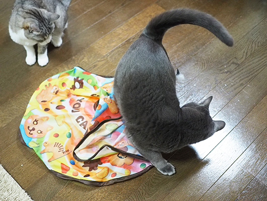 おもちゃで遊ぶ猫