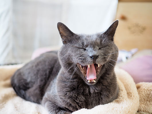 あくびをする猫