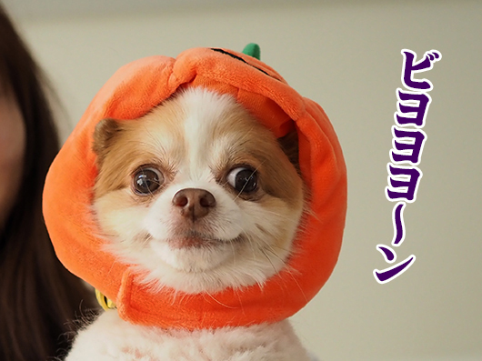 ハロウィンの犬