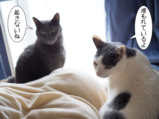 心配する猫