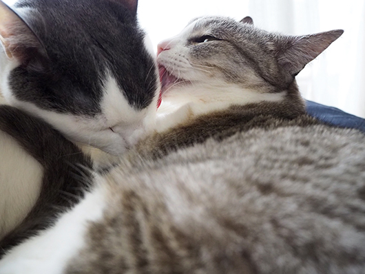 仲良しの猫