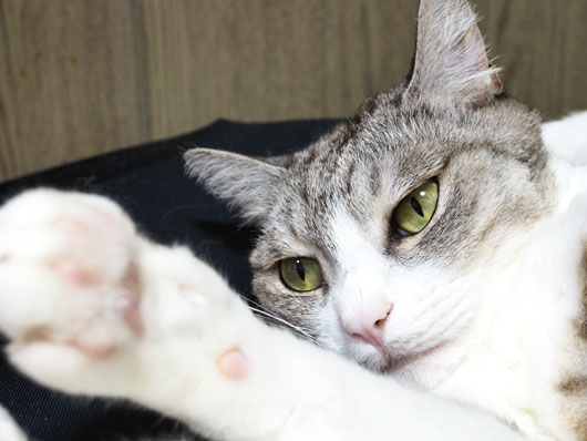 固まった猫