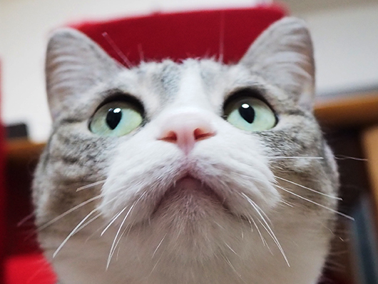 猫のマズル