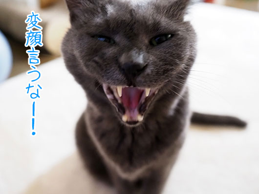 怒る猫