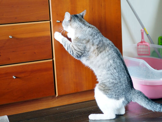 猫じゃらしを探す猫