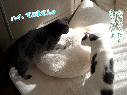 ケンカする猫
