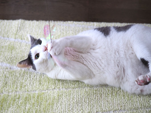 猫じゃらしで遊ぶ猫