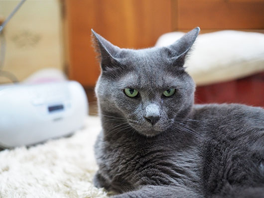ラジオを聴く猫
